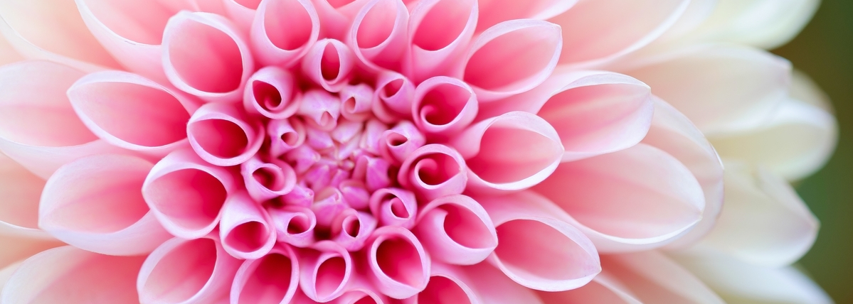 Fleur2 lg